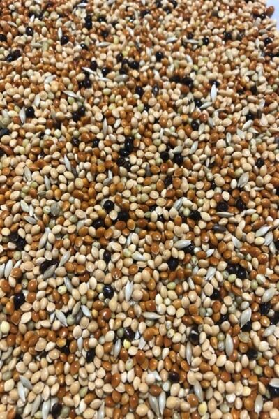 mezbi KARIŞIK Muhabbet Kuşu Yemi 5 Kg Yeni Mahsul