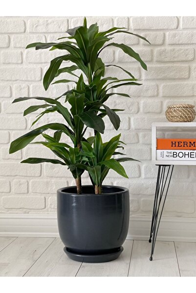 odka 10litre Saksı Tabaklı Çap: 25cmx Yükseklik: 23cm Antrasit