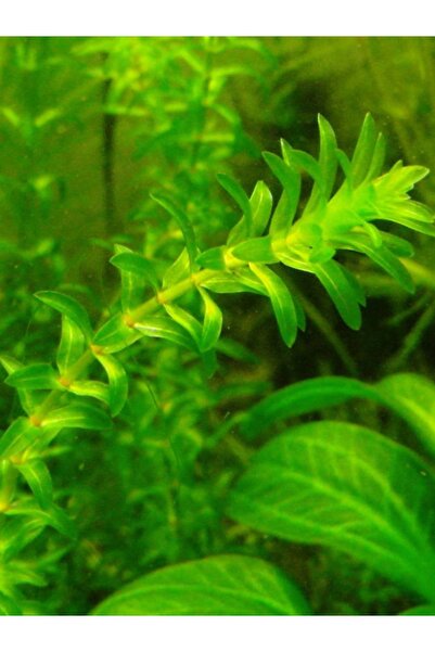 Akvaryumhane Kolay Akvaryum Bitkisi Kum Gerekmez 5 Dal Eledoa Yavru Saklanmas...