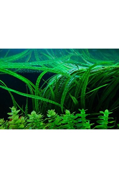 canlipetshop Amazon Biktisi Amazon Hançeri Akvaryum Bitkisi 1 Kök 40-50 Cm bo...