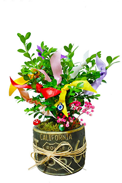 çiçekseli Dilek Ağacı Buxus Bonsai California Dekoratif Saksıda Şimşir Canlı ...