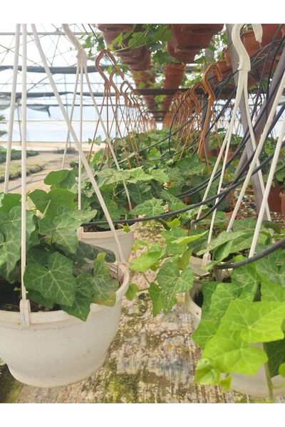 Gardenbox Yeşil Hedera Helix Ağaç Sarmaşığı 1 ADET Saksılı 20-40Cm