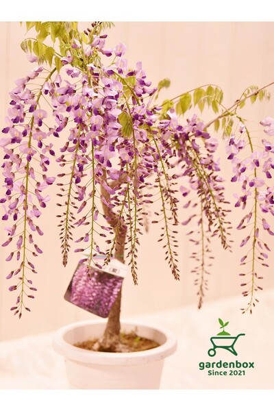 Gardenbox Mor Salkım Ağacı Fidanı 1 ADET Saksılı 30-60Cm Dış Mekan Sarmaşık