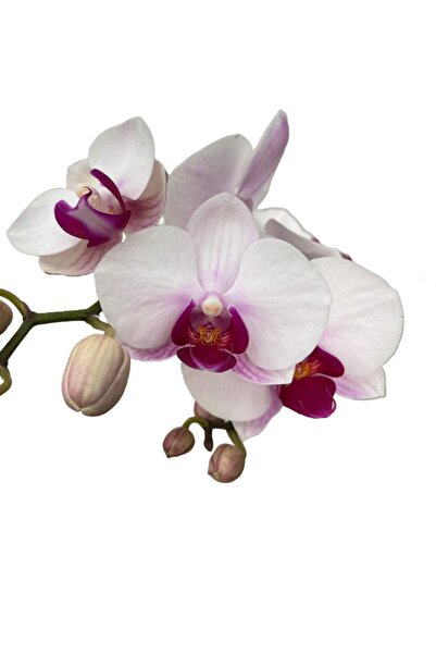 Betonish Phalaenopsis 'Gibraltar' (Beyaz Orkide)