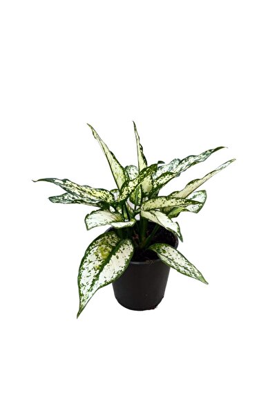 Betonish Aglaonema 'white Kiwi'