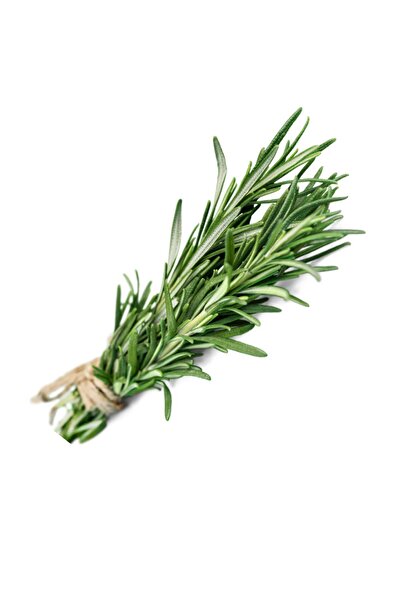 bahrat baharat dükkanı Taze Yaş Biberiye (Rosemary) 40 gr