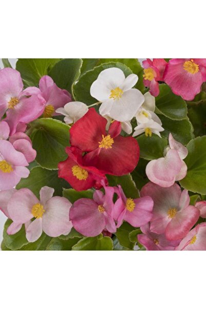 Bitkim Sende Karışık Renk Şeker Begonya Kırmızı-pembe Beyaz 1 Adet