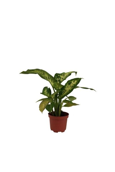 Palmiye Difenbahya Camilla - Dilsiz Baston - 9 cm Plastik Saksıda