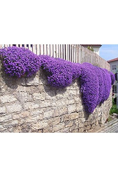Tohum Dünyası 200 Adet Aubrieta Mor Çiçekli Yer Örtücü Tohumu