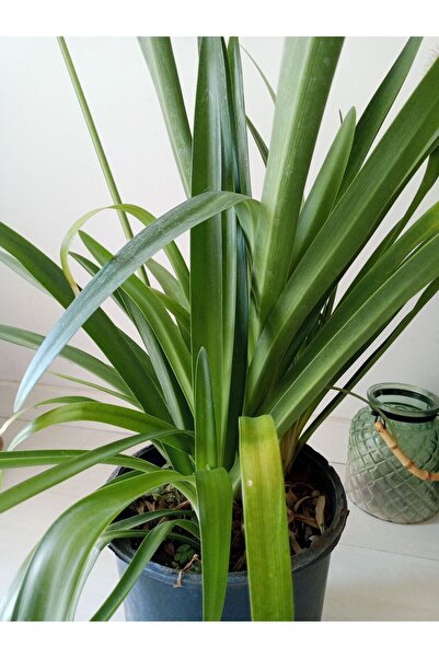 Berceste Peyzaj tasarım Afrika Zambaği - Mavi Agapanthus Large