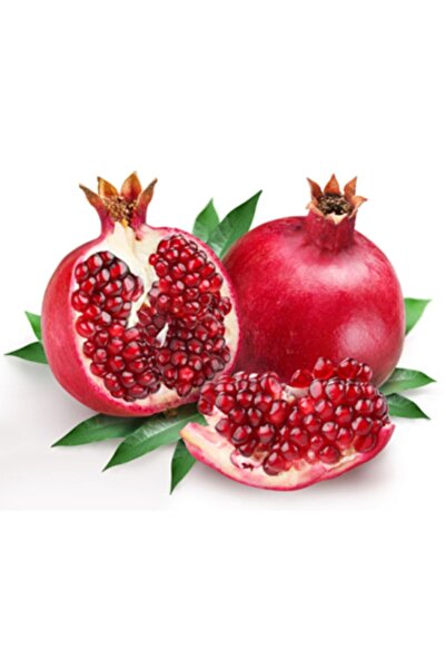 Genel Markalar Tüplü Hicaz Nar Fidanı