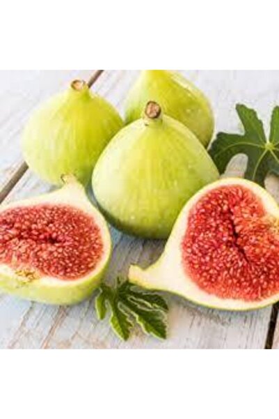 Scuba Yellow Lobe Fig Sapling