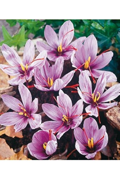 GARDENYA TOHUMCULUK Pembe Renk Safran Çiçeği Soğanı - 6 Adet