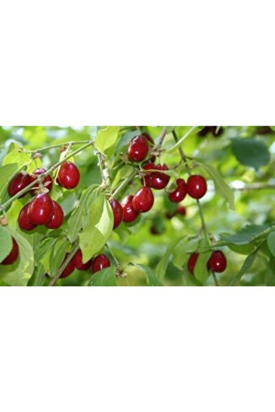 3 Years Grafted Cranberry Sapling Tube Large Fruit