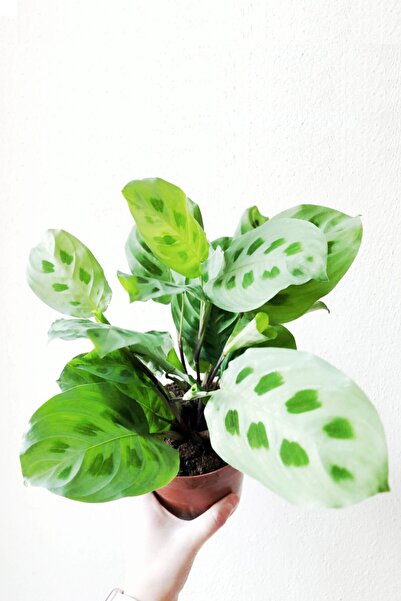 Cemre Garden Maranta Leuconeura Kerchoveana - Maranta Dua Çiçeği - Ev Ofis Sa...