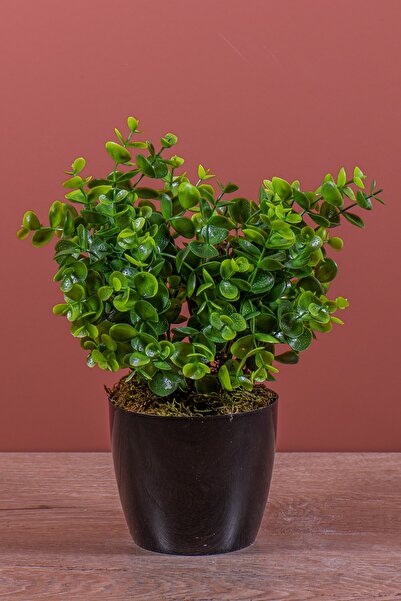 YAPAY ÇİÇEKÇİNİZ Τεχνητό Baby Eucalyptus σε μαύρη γλάστρα