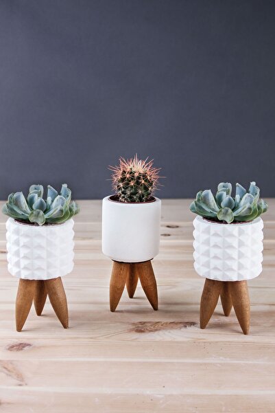 tasarımbo Masif Ahşap Ayaklı 3' Lü Beyaz Beton Saksı Seti , Dekoratif Kaktüs ...