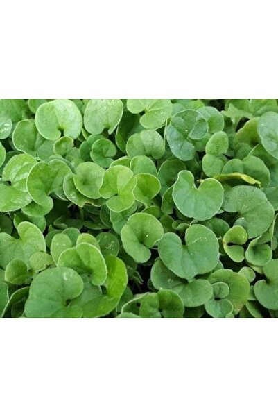 Genel Markalar Dichondra Repens Fare Kulağı Çim Tohumu 500 gr