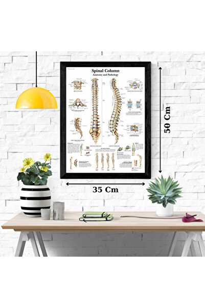 Caph Design Omurga Anatomisi Kuşe Poster 35x50cm