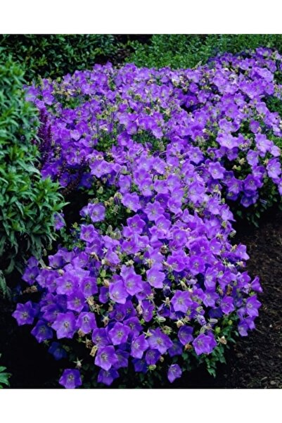 Tohum Dünyası 1000 Adet Pembe Çan Çiçeği Tohumu