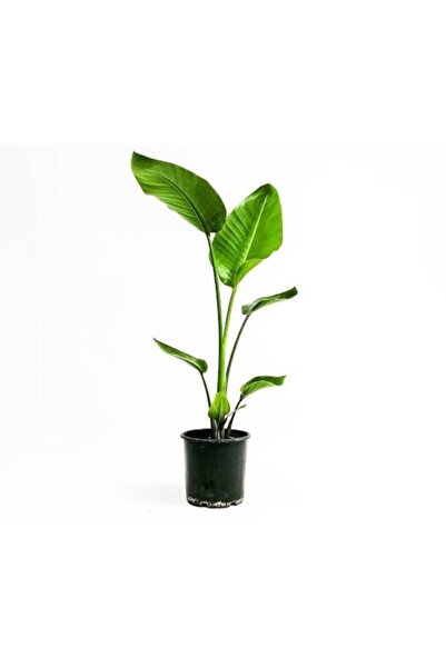 BAŞKENT BOTANİK Starliçe 155-170 Cm Arası