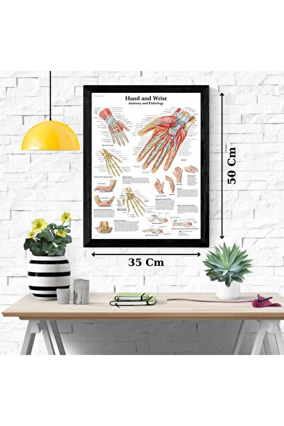Caph Design El ve Bilek Anatomisi Kuşe Poster 35x50cm