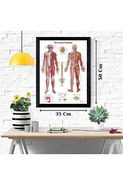 Caph Design Sinir Sistemi Anatomisi Kuşe Poster 35x50cm