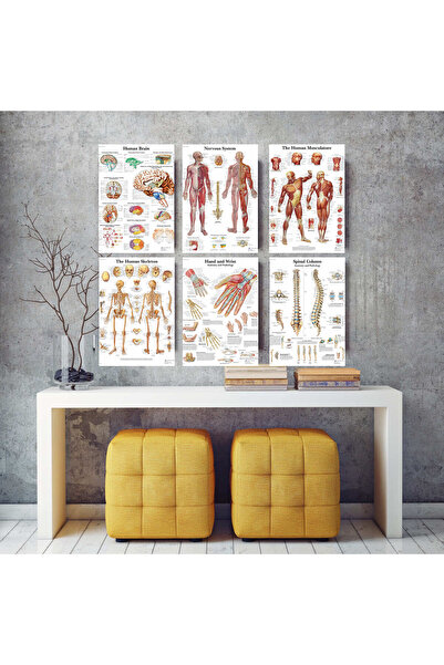 Caph Design 6'lı İnsan Anatomisi Poster Seti 35x50cm