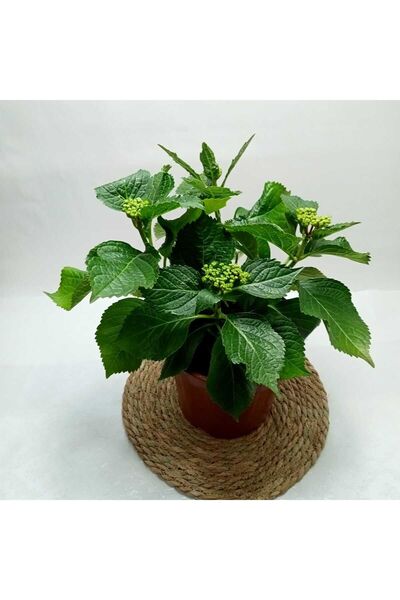 KURTULUS HOME Hydrangea Macrophylla Ortanca Fidanı 40 CM Canlı çiçek