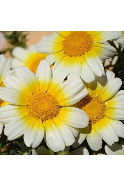 Tohum Dünyası 100 Adet Taç Papatyası Tohumu-sarı Beyaz Çiçekli