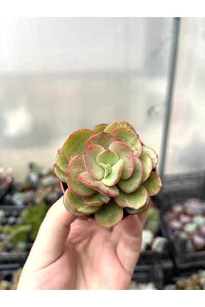 SukuLand Echeveria Suyon Kore Ithal Koleksiyonluk Özel Tür Sukulent 5,5cm Sak...
