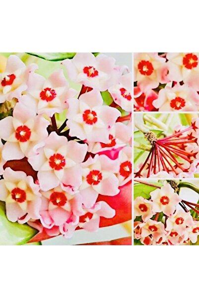 AKDENİZ TARIM Hoya Pink 1,5 Metre Cm Kokulu Mum Çiçeği Bitkisi Koleksiyon Serisi
