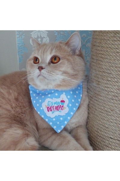 stylie Birthday Themed Cat and Small Breed Dog Scarf Blue
