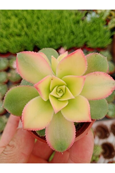 Ravza Çiçekçilik Aeonium Kiwi ( 5,5 Cm Saksıda Yaprakları Renkli Cins Sukulent )