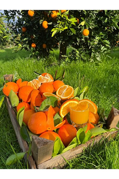 MC Go Yöresel Köyceğiz Valensiya Sıkmalık Yaz Portakalı 10 Kg