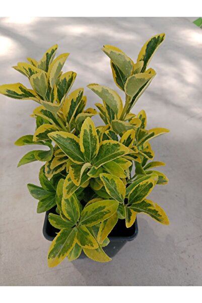 Ravza Çiçekçilik Taflan Altuni Gold 30 cm Boyunda Budanmış 13 Cm Saksıda Dolgun Ve Formlu