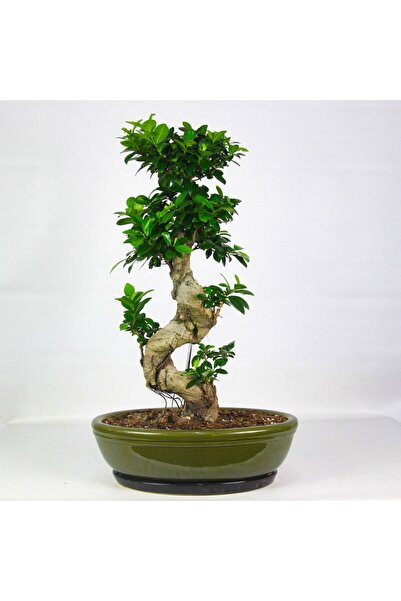 SYNETELLYA S Shape Büyük Boy Bonsai 90-100 cm