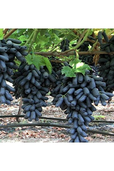 fidanistanbul Asma Üzüm Fidanı Black Finger, 20-40 Cm, Aşılı, Açık Köklü