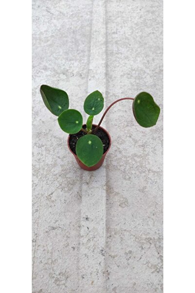 Ravza Çiçekçilik Plea Japon Para Çiçeği ( 5,5 Cm Saksıda ) Dolgun Ve Formlu Y...