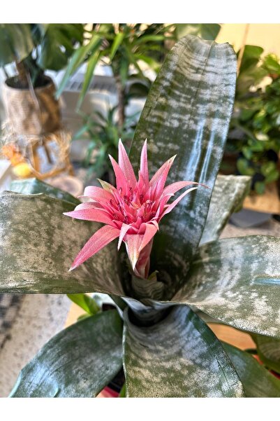 THE FLOWER RANCH Eşmeya – Kupa Çiçeği (Aechmea Bitkisi)