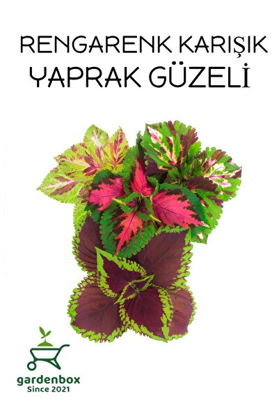 Gardenbox Karışık Renk Yaprak Güzeli 5 ADET Kolyoz Cam Güzeli