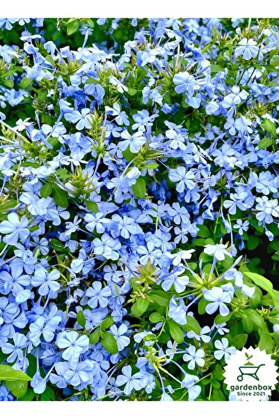 Gardenbox Canlı Mavi Yasemin Çiçeği 1 ADET Saksılı 30-60Cm Dış Mekan Bitkisi(Plumbago)