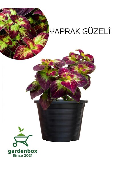 Gardenbox Nadir Tür Kolyos Yaprak Güzeli Çiçeği 1 ADET Saksılı (Coleus)