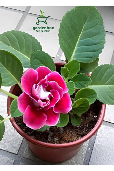 Gardenbox Pembe Renk Bardak Menekşesi 1 ADET Saksılı Pink Gloxinia