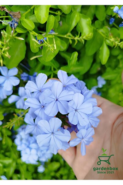 Gardenbox Mavi Yasemin Sarmaşığı 1 ADET Saksılı 30-60Cm Bahçe Bitkisi