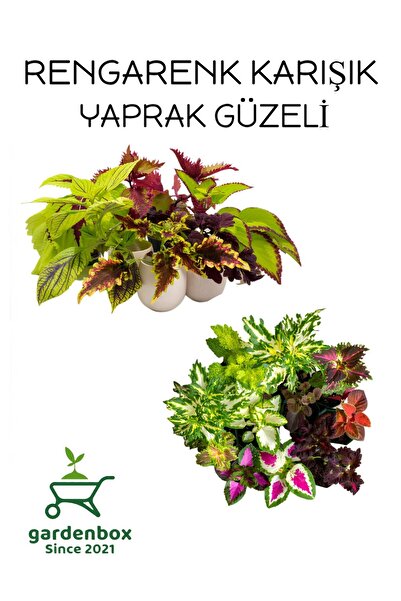 Gardenbox Karışık Yaprak Güzeli Çiçeği 10 ADET Kolyos MİX