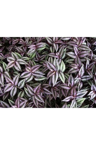 ATABEY ÇİÇEK Çizgili Telgraf Çiçeği Kara Sevda Çiçeği Tradescantia