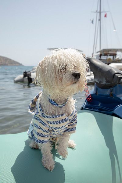 Oli and Lui Dog Bathrobe - Blue Striped Peshtemal