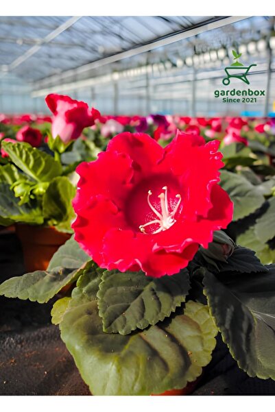 Gardenbox Kırmızı Bardak Menekşesi Çiçeği Saksılı Red Gloixina 1 ADET Saksılı