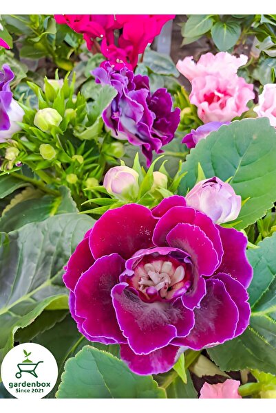 Gardenbox Açık Mor Gloxinia Bardak Menekşesi 1 ADET Saksılı 10-15Cm